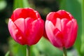 A couple of pink tulips in the garden Royalty Free Stock Photo