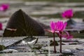 Pink Water lily on a lake - Tranquil scene Royalty Free Stock Photo