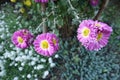 Couple of pink and white flowers of semidouble Chrysanthemums Royalty Free Stock Photo