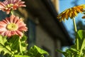 Colored gerbera daisies flowers closeups Royalty Free Stock Photo