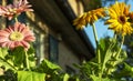 Colored gerbera daisies flowers closeups Royalty Free Stock Photo