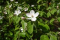 Couple of pinkish white flowers of quince in May Royalty Free Stock Photo