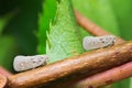 Couple of planthopper (Metcalfa pruinosa) Royalty Free Stock Photo