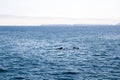 Playful Dolphins near Channels Islands, California Royalty Free Stock Photo