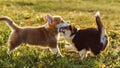 Couple of playful Pembroke Welsh Corgis have fun on lawn together. Sable-white puppy trying bite red-white colored kid.