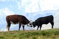 A couple of playing cows in the Swiss mountains Royalty Free Stock Photo