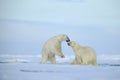 Couple polar bears fighting on drift ice with snow and blue sky in Arctic Svalbard