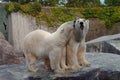 Couple of polar bears in love