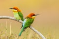 Couple of Portrait Chestnut-headed Bee-eater