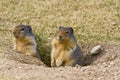 Couple of Prairie Dogs Royalty Free Stock Photo