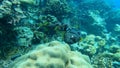 Couple of puffers swim in beautiful tropical coral reef in Surin Island, Phang nga, Thailand