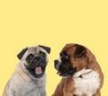 Couple of pug and boxer dogs panting happy