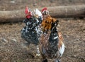 Couple of pugnacious aggressive red cocks in a chicken coop Royalty Free Stock Photo