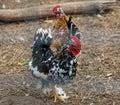 Couple of pugnacious aggressive red cocks in a chicken coop Royalty Free Stock Photo