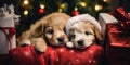 A couple of puppies laying on top of a red blanket. Generative AI image.