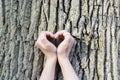 Couple is putting their hands on tree in a shape of heart. Royalty Free Stock Photo