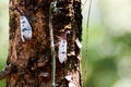 A couple of Pyrops candelaria resting on the tree Royalty Free Stock Photo