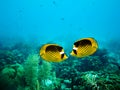 Couple of Raccoon Butterfly fish Royalty Free Stock Photo