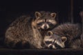 A couple of racoons Royalty Free Stock Photo