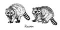 Couple racoons standing side view, with inscription, hand drawn doodle drawing, sketch in gravure, style, illustration
