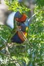 Couple of Rainbow Lorikeet bird Royalty Free Stock Photo