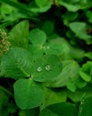 A couple of raindrops froze on a clover leaf Royalty Free Stock Photo