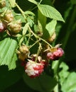Raspberries trying to ripen