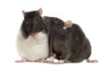 Couple of rats sitting and sniffing Royalty Free Stock Photo