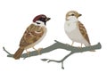 Couple of realistic sparrows sitting on branch. Vector illustration of little birds sparrows in hand drawn realistic