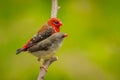 Couple of Red Avadavat(Amandava amandava)