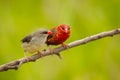 Couple Red Avadavat