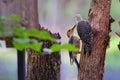 Couple of red-bellied woodpeckers in courtship clinging to a broken tree trunk
