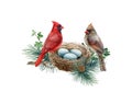 Couple of red cardinal birds on the nest in the pine branch. Watercolor illustration. Red cardinals on the nest with egg