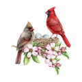 Couple of red cardinal birds on the nest with spring tender flowers. Watercolor illustration. Red cardinals on the nest