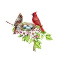 Couple of red cardinal birds in the nest on the tree branch with spring flowers. Watercolor illustration. Red cardinals Royalty Free Stock Photo