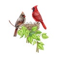 Couple of red cardinal birds in the nest on the tree branch. Watercolor painted illustration. Red cardinals on the nest