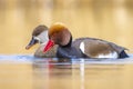 Couple red-crested pochard Netta rufina waterfowl, low point of view Royalty Free Stock Photo