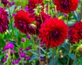 Couple of red dahlia flowers in bloom, popular cultivated ornamental garden plant, beautiful nature background Royalty Free Stock Photo