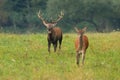 Couple of red deer running on meadow in rutting season Royalty Free Stock Photo