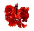 Couple red dragon siamese fighting fish, betta fish isolated on