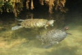 Couple of red-eared slider Royalty Free Stock Photo