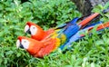 Couple of Red and green macaw Royalty Free Stock Photo