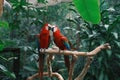 Couple of red-and-green macaws perched on a wooden branch grooming each other. Royalty Free Stock Photo