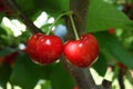 Couple of red heart cherries on a tree