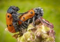 Couple of red ladybugs beetles having sex with green background Royalty Free Stock Photo