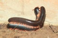 Red-legged mellipede