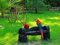 A couple of red macaw from Brazil Royalty Free Stock Photo