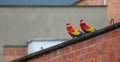 Couple of red Macaws in freedom, MedellÃÂ­n Colombia Royalty Free Stock Photo