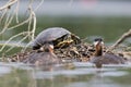 A couple of red-necked grebes trying to chase away a turtle from there nest in the centre of Berlin Germany.