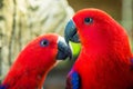 Couple of red parrots